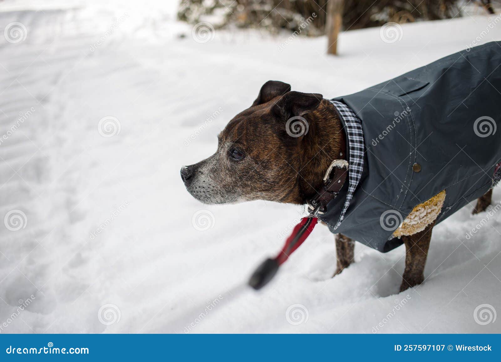 Dog Wearing a Winter Coat in Snowy Forest Stock Image Image of