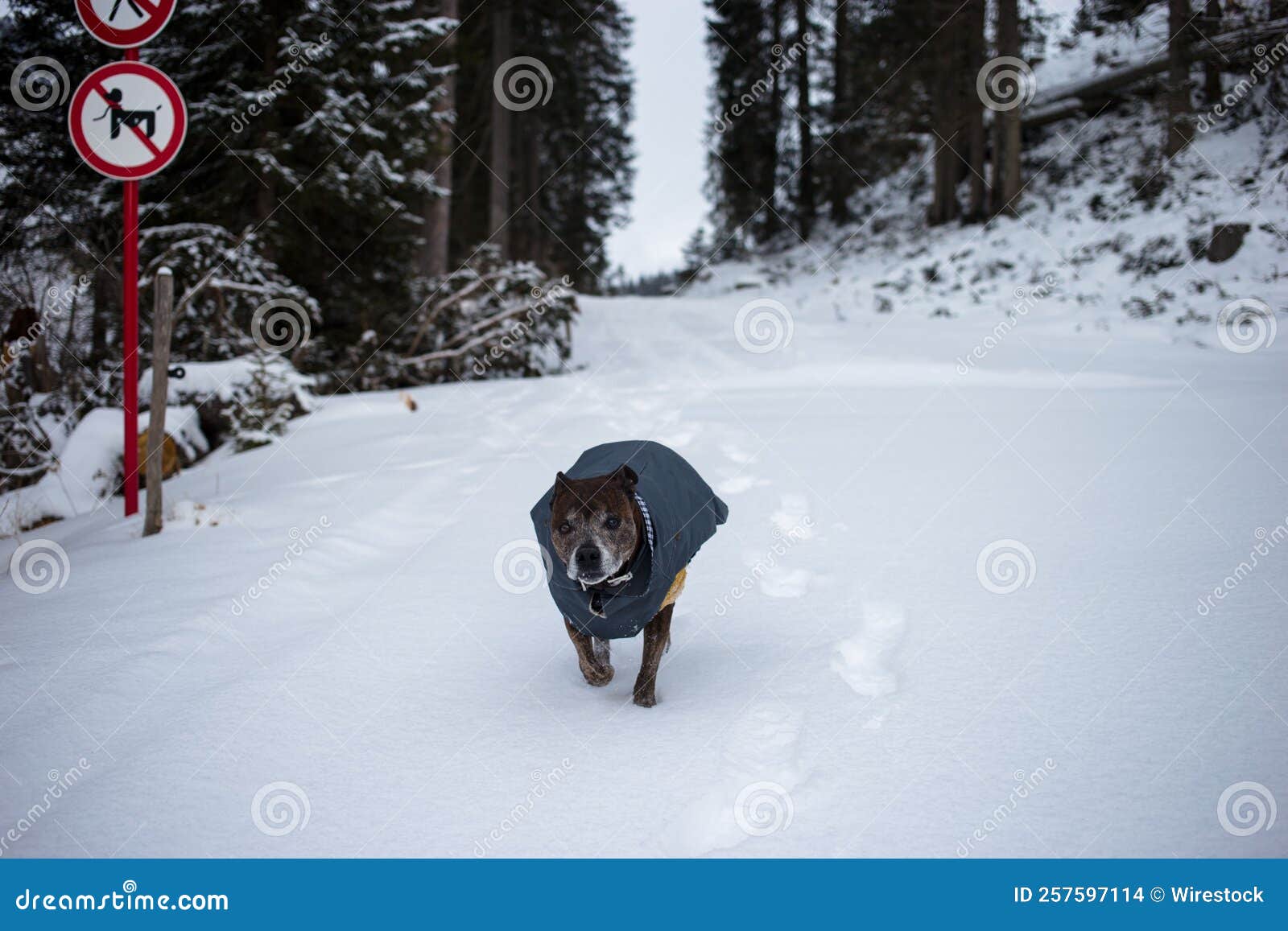 Dog Wearing a Winter Coat in Snowy Forest Stock Photo Image of furry