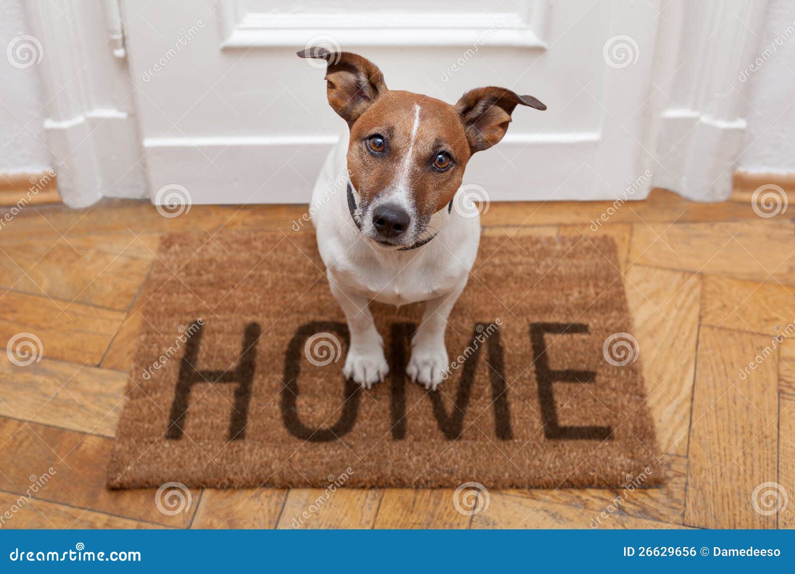 dog welcome home