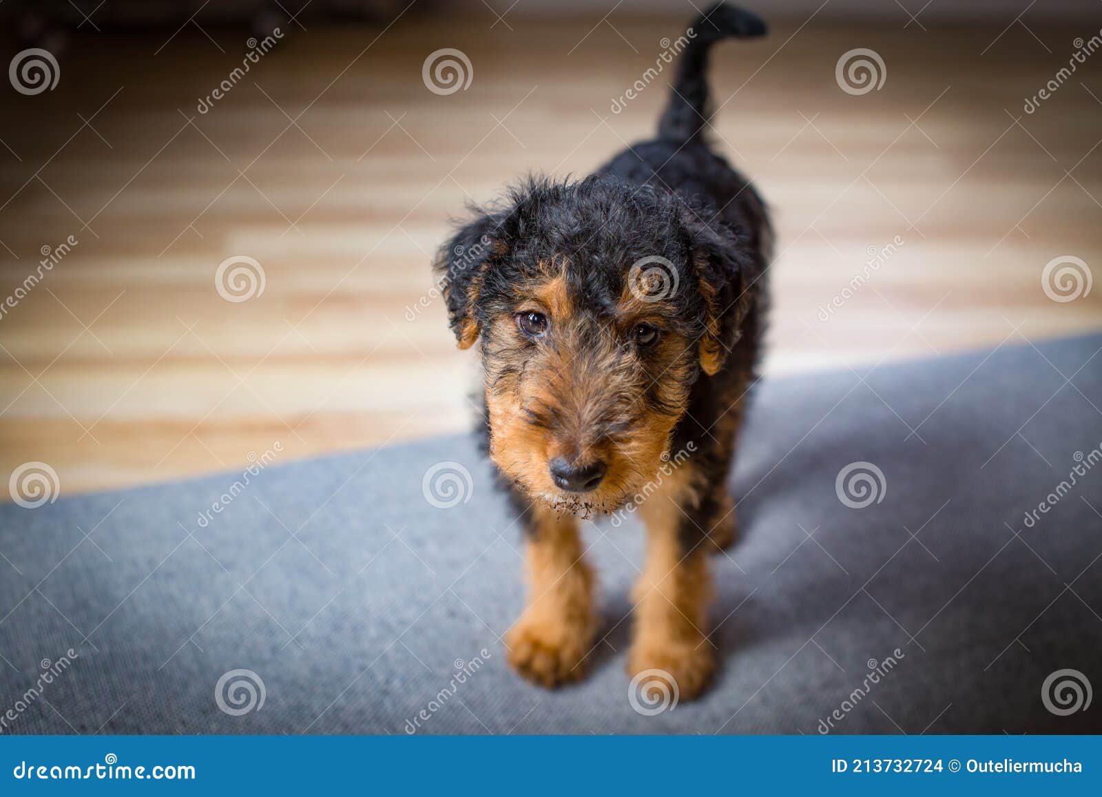 dog. welsh terrier puppy, cute, adorable pet.