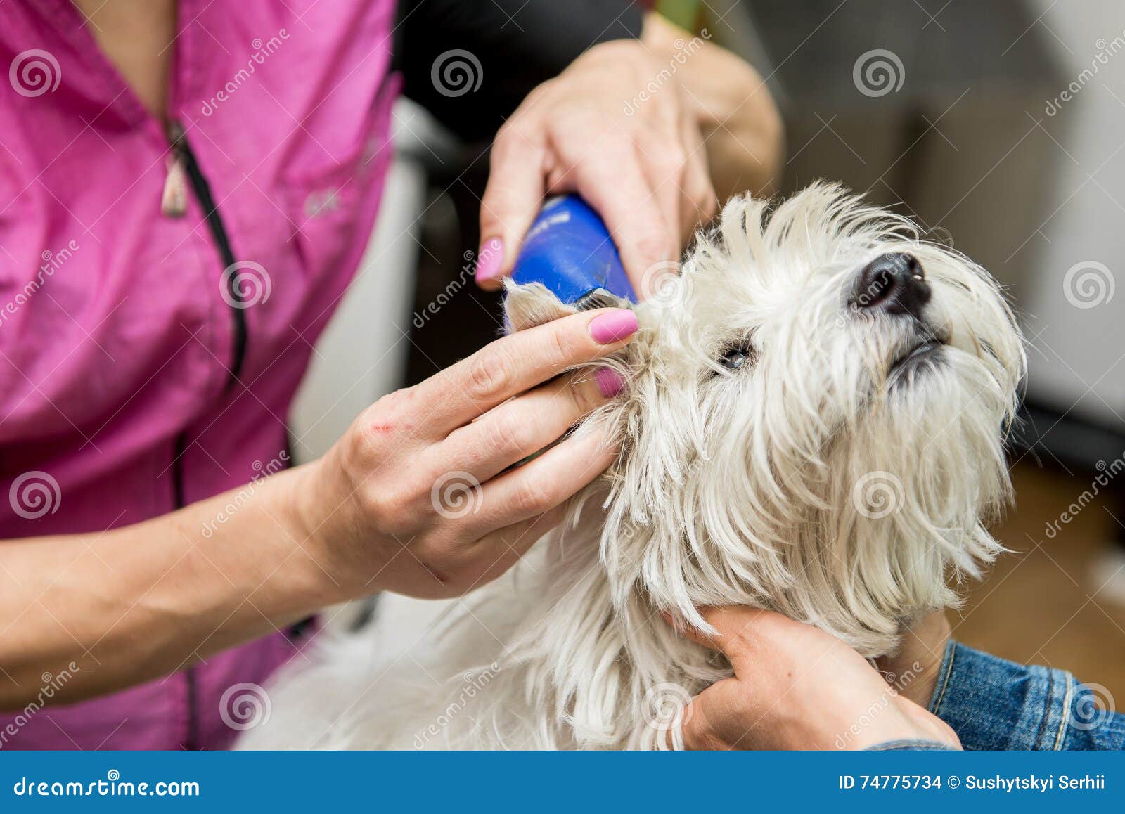Dog West Highland White Terrier Grooming Stock Photo Image of pets