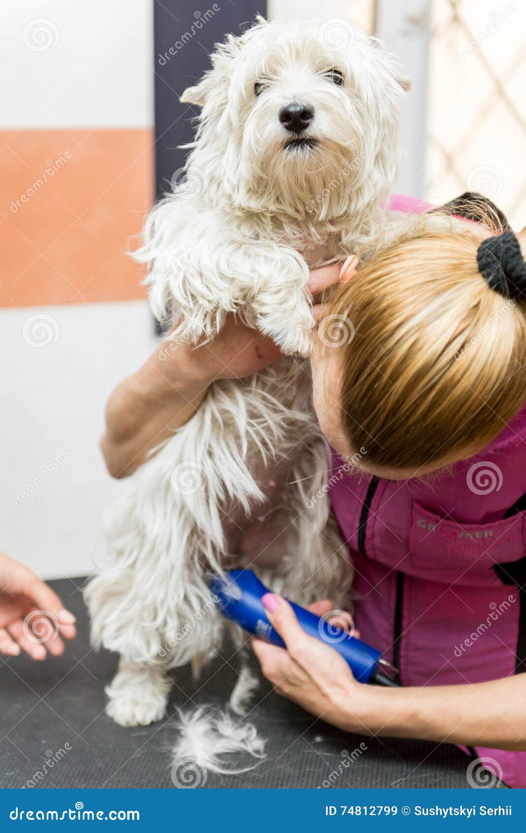 Dog West Highland White Terrier Grooming Stock Image Image of