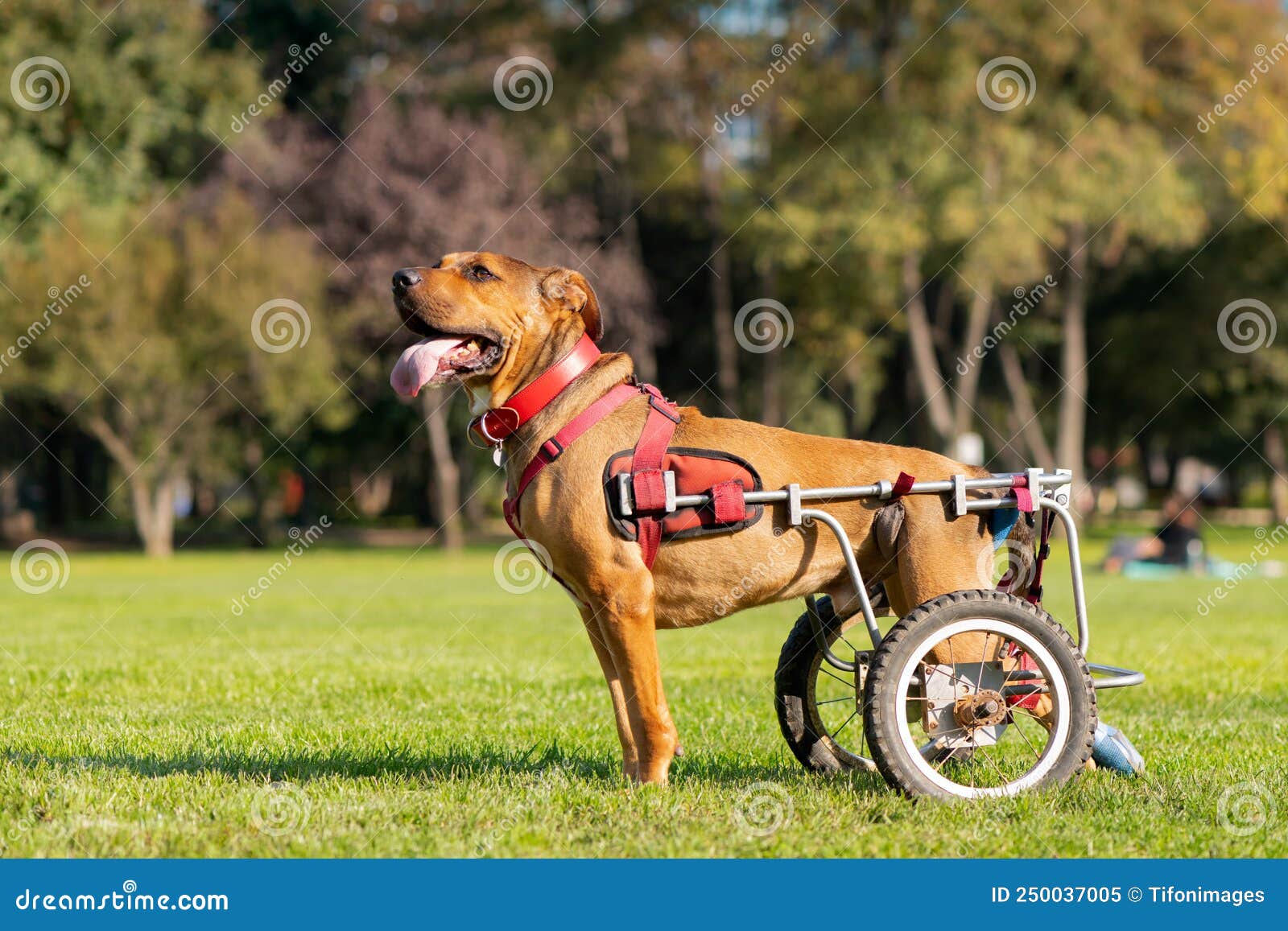 Dog in wheelchair stock image. Image of handicapped 250037005