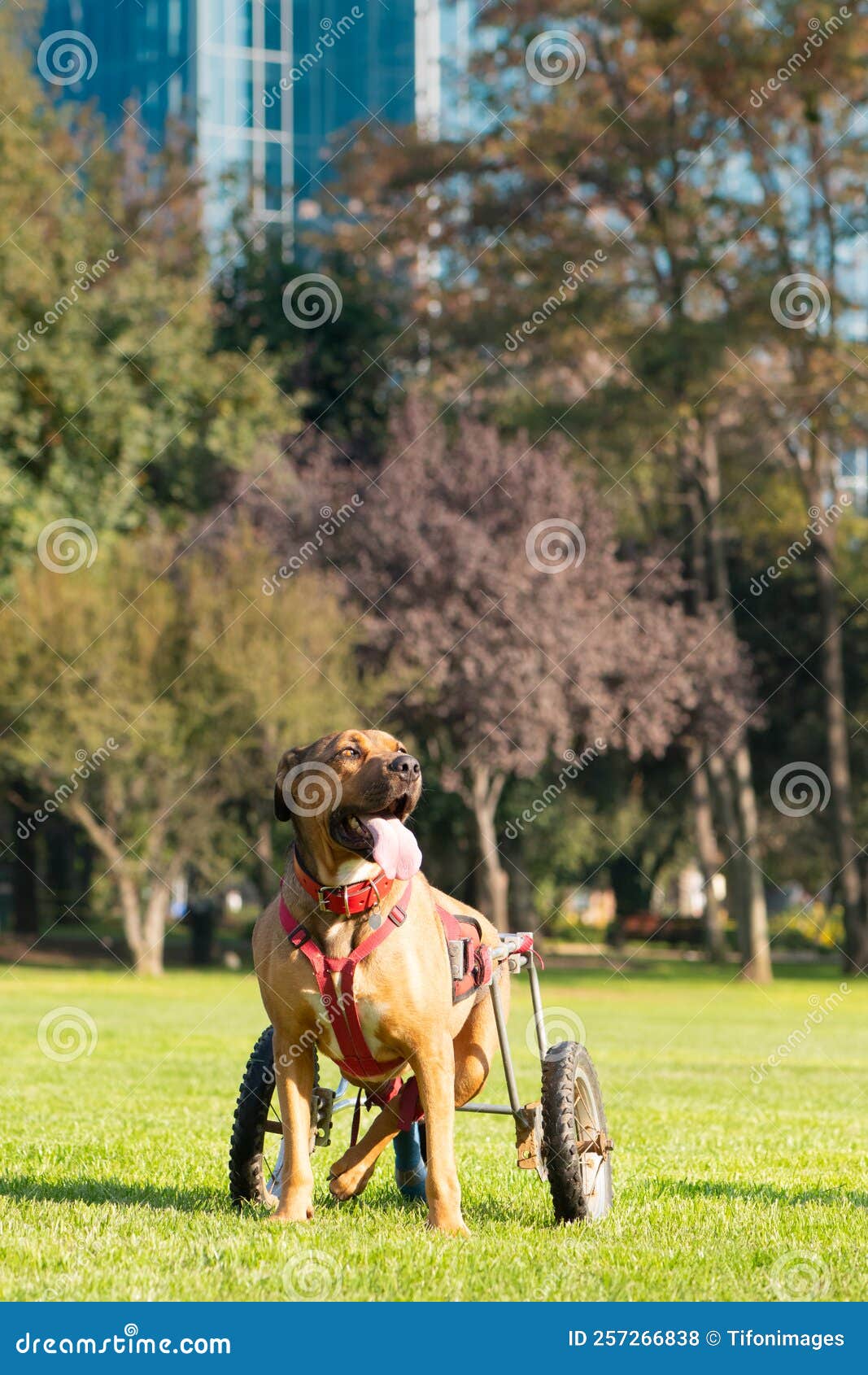Dog in wheelchair stock photo. Image of domestic, paralyzed 257266838