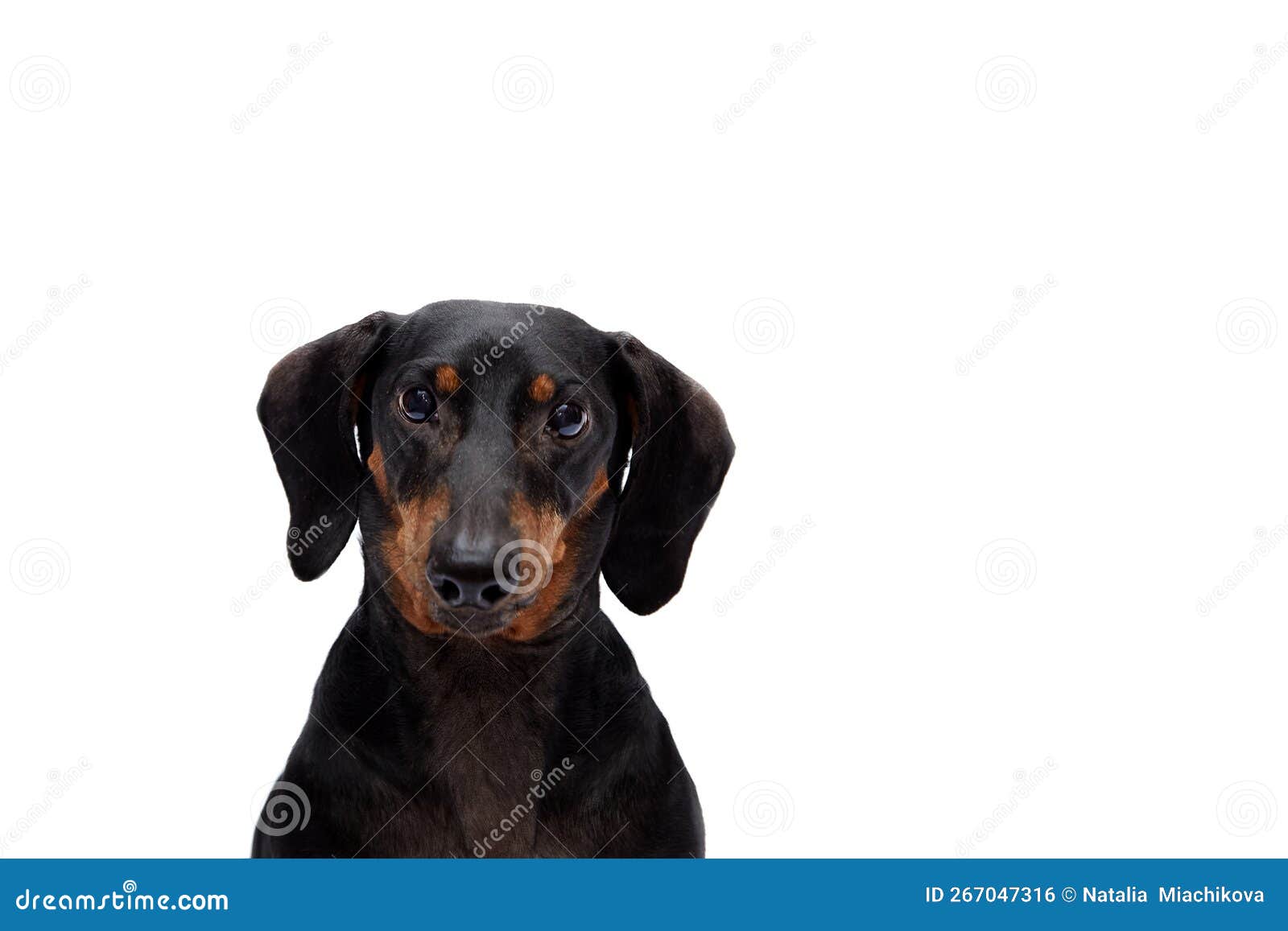 dog on a white background