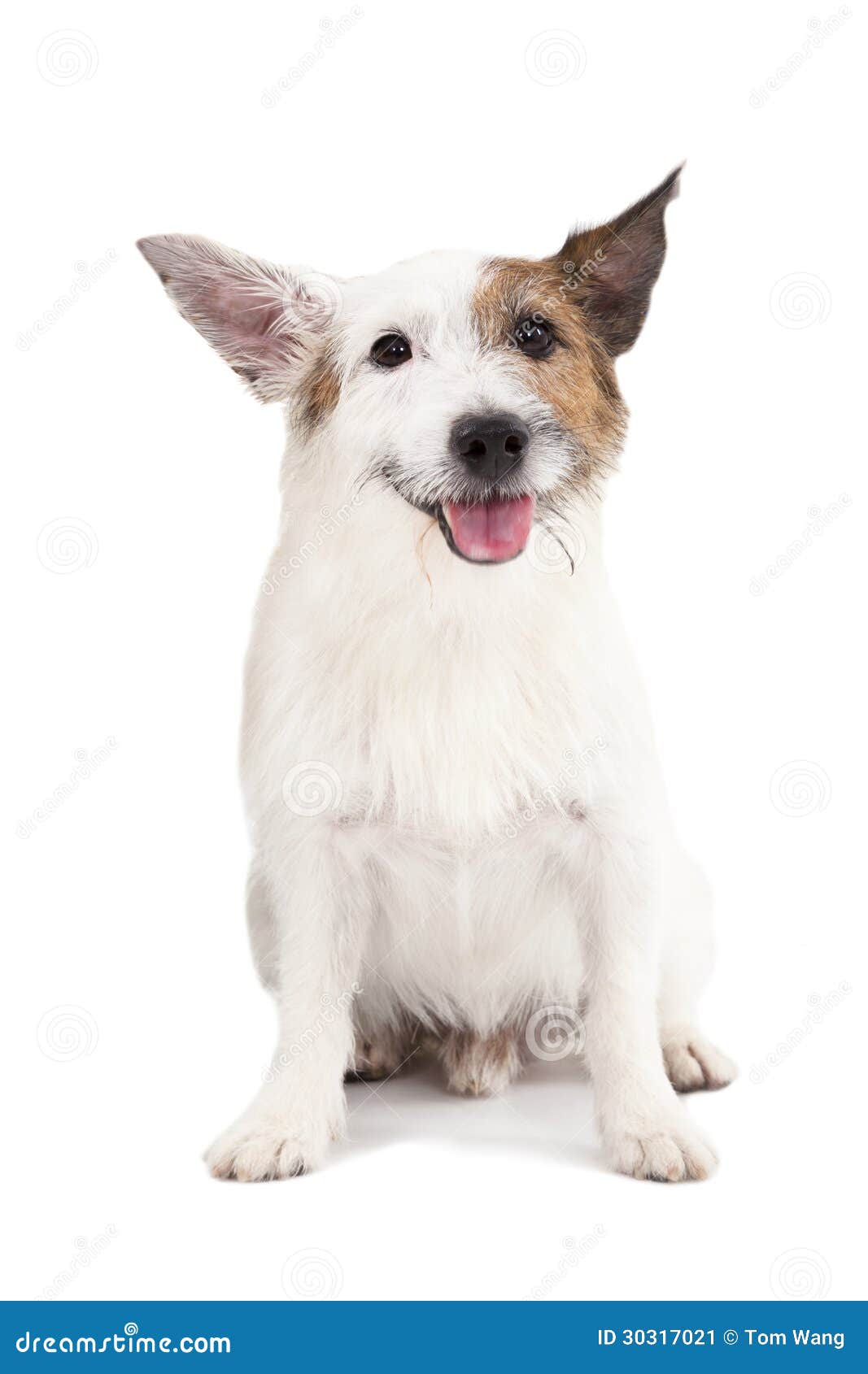 Dog on the White Background Stock Image Image of full, background