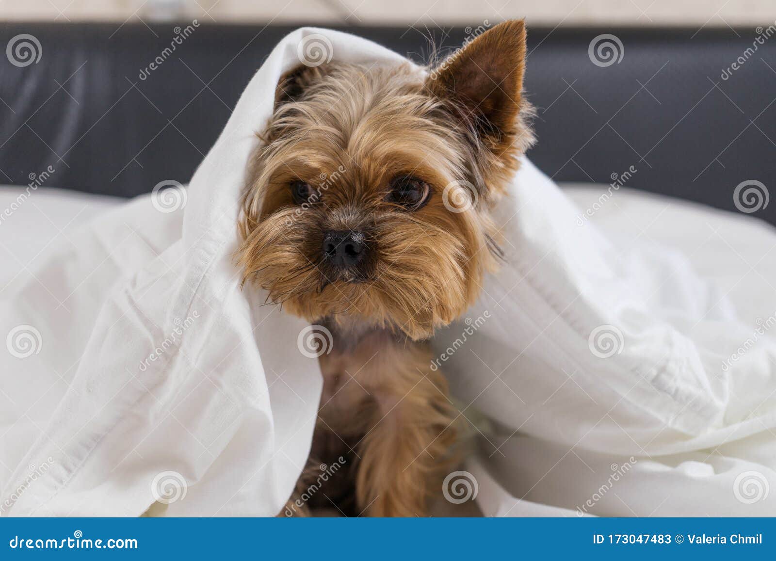 A Dog in a White Blanket in Bed, a Yorkshire Terrier Stock Image