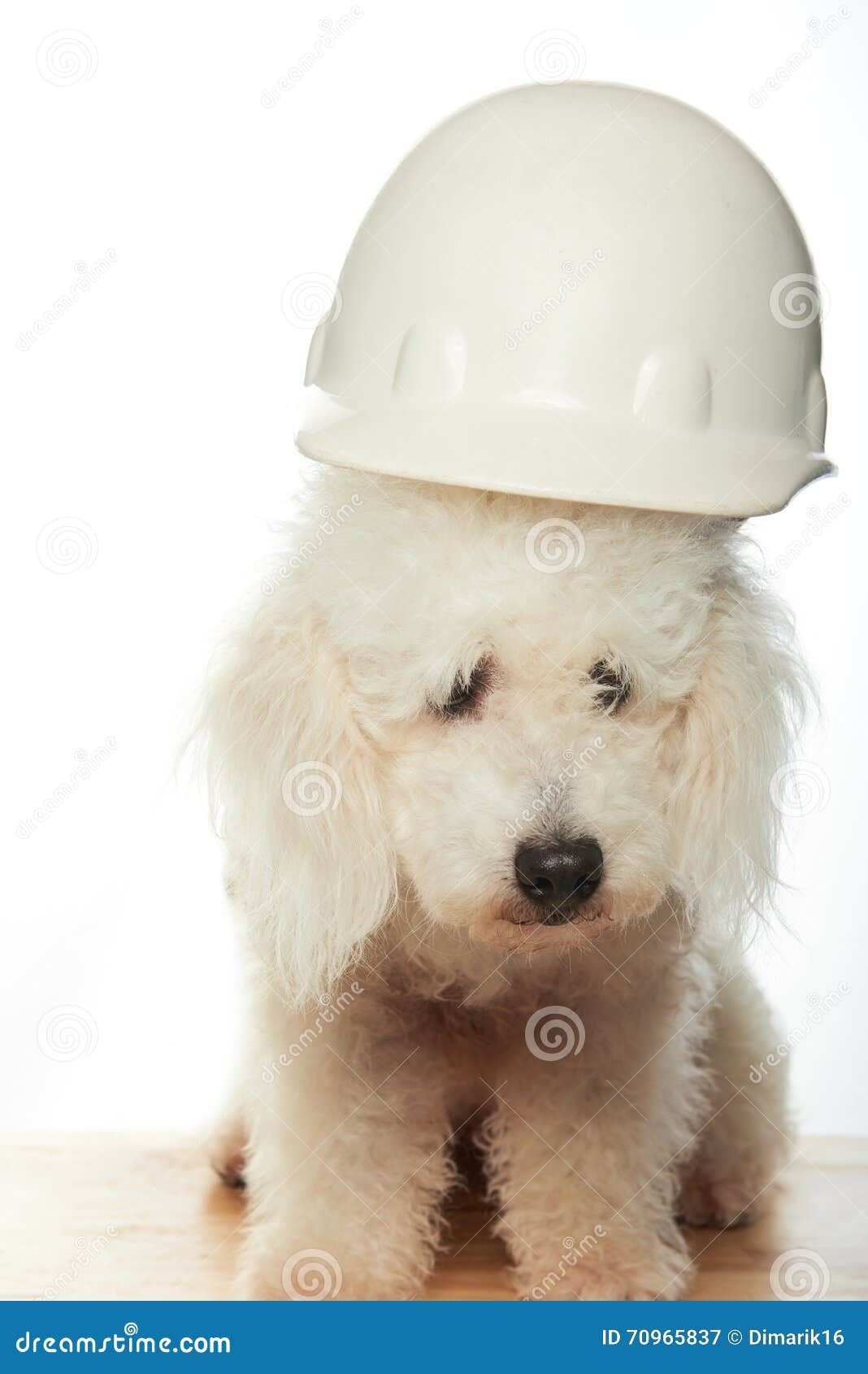 Dog in white hard hat stock image. Image of builder, cute 70965837