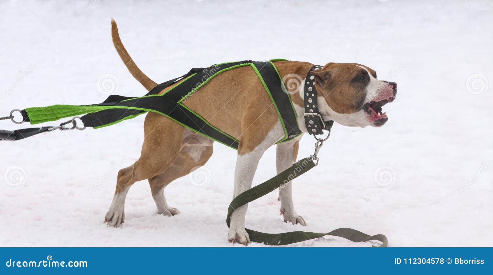 The Dog in the Winter Competitions Weight Pulling. Stock Photo Image