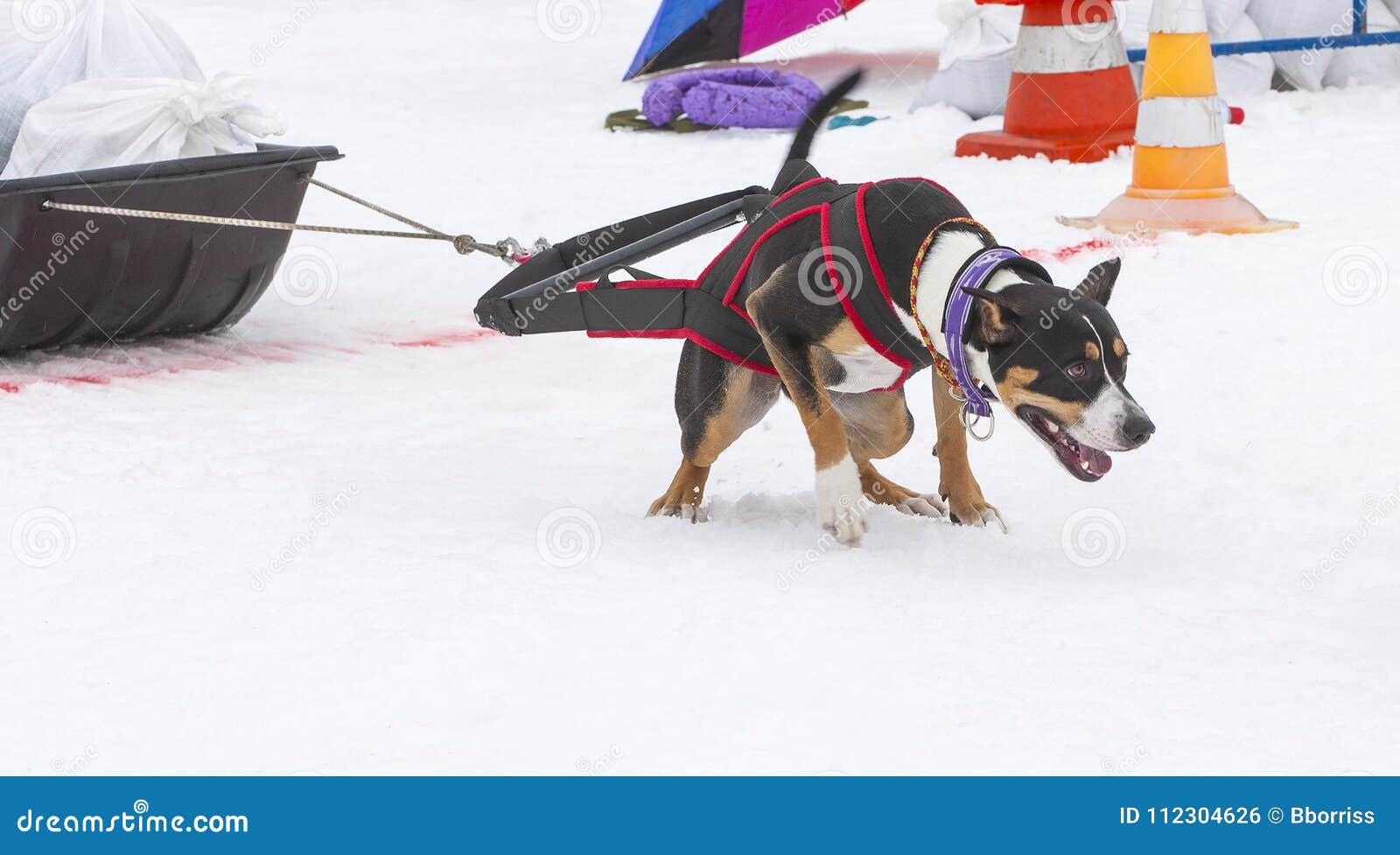 The Dog in the Winter Competitions Weight Pulling. Stock Photo Image