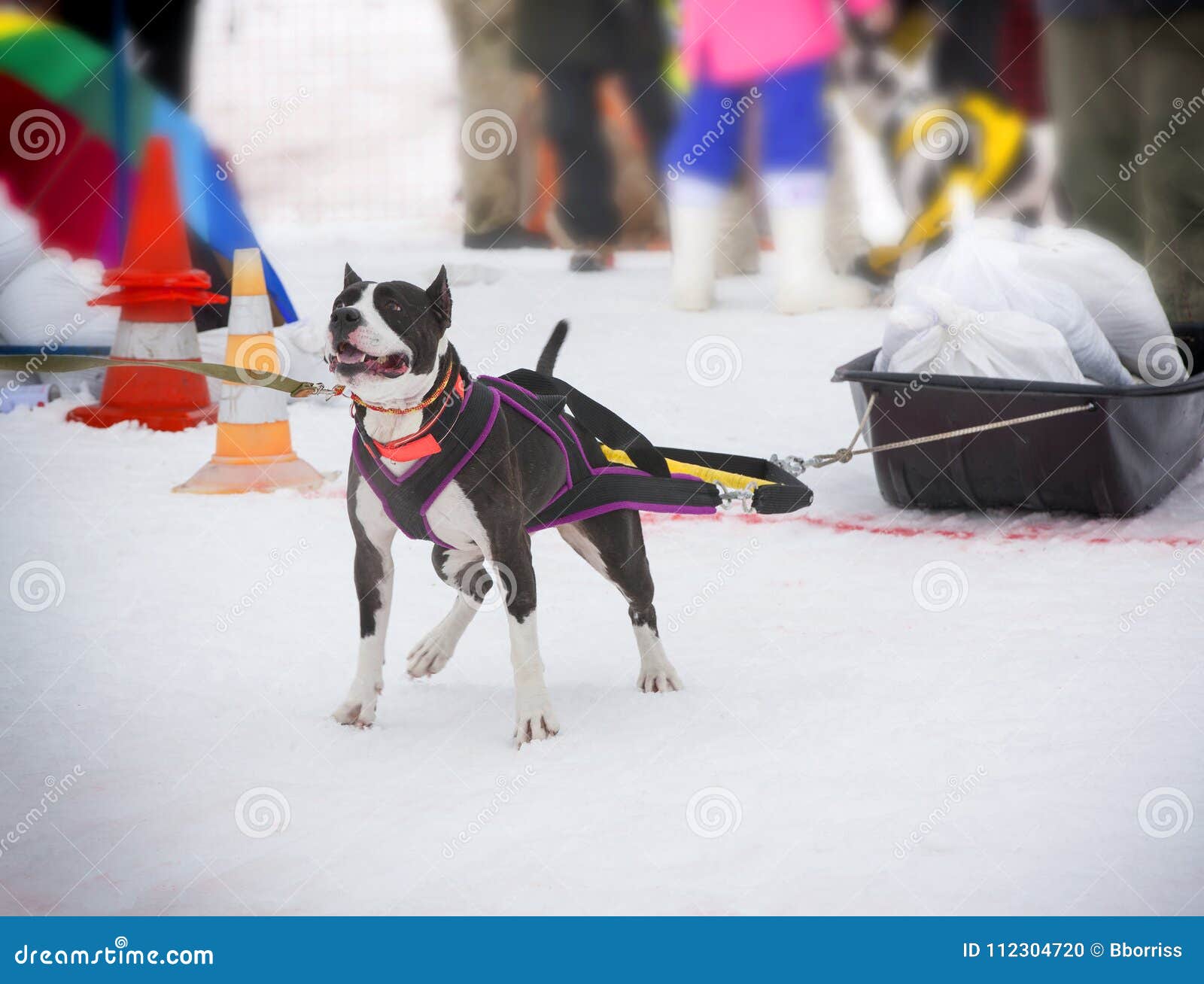 The Dog in the Winter Competitions Weight Pulling. Stock Photo Image