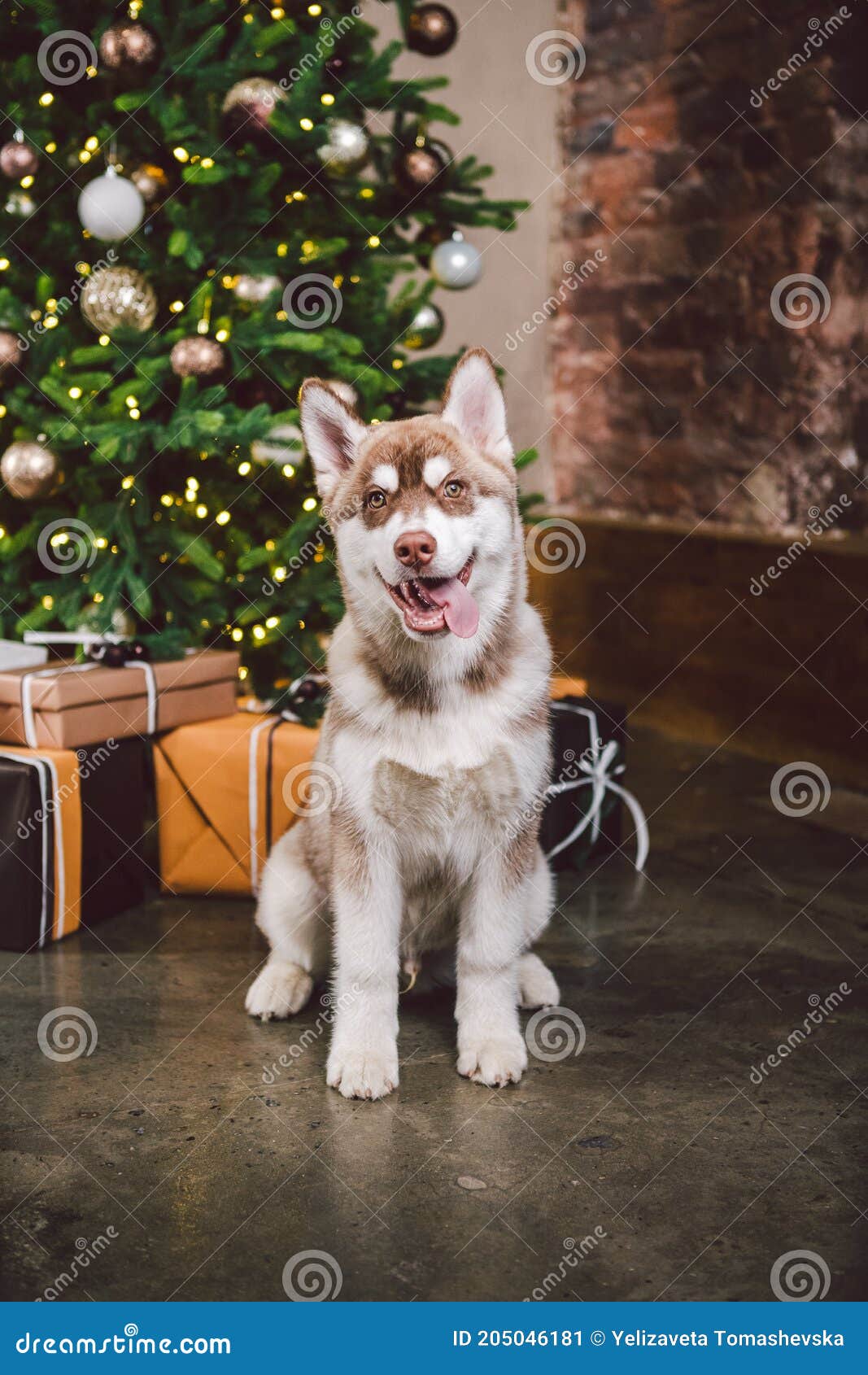 Dog Wolf Breed Husky White-brown Color Sits Near Christmas Tree ...