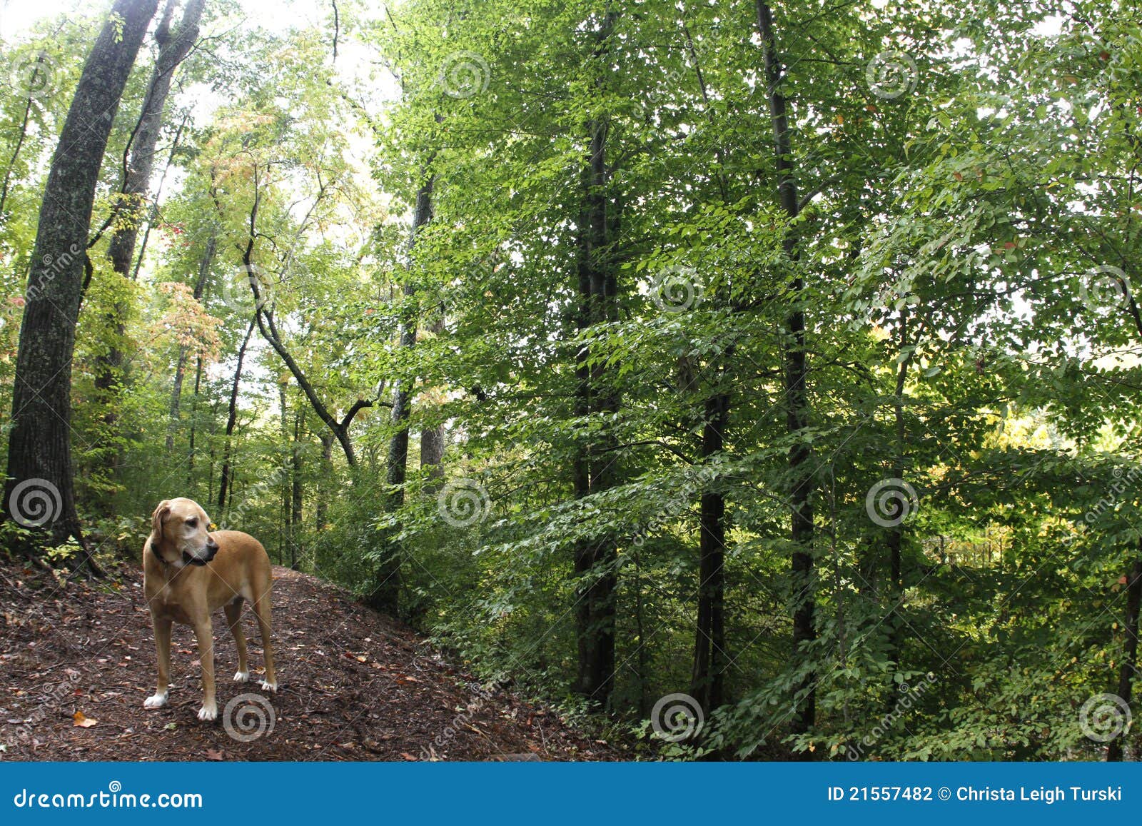 Dog in woods stock photo. Image of great, path, trees 21557482