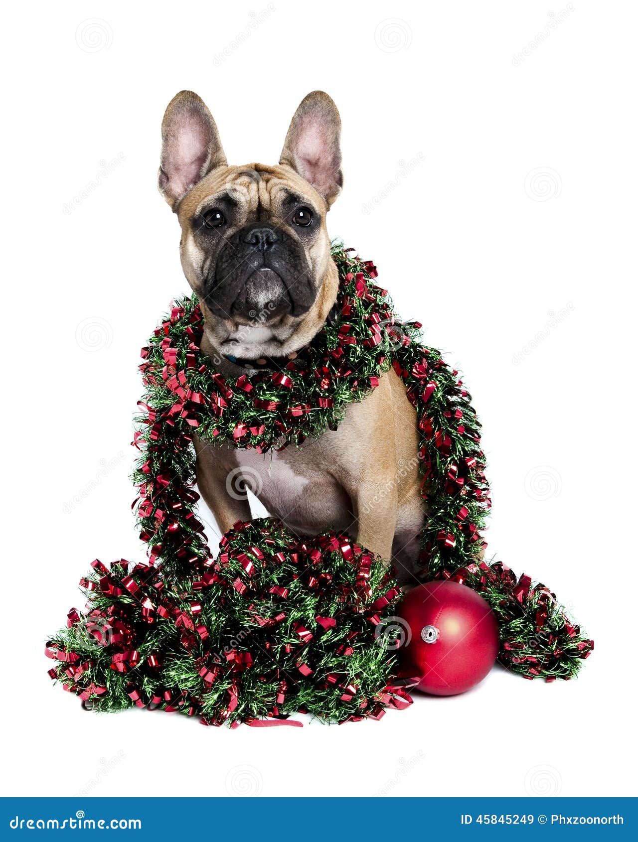 Dog Wrapped Up in Holiday Tinsel Stock Image Image of holiday