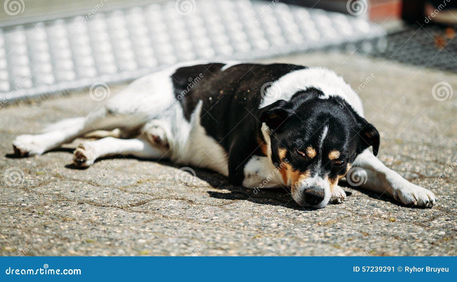 Dog is in Yard, Exhausted from Summer Heat Stock Image Image of small