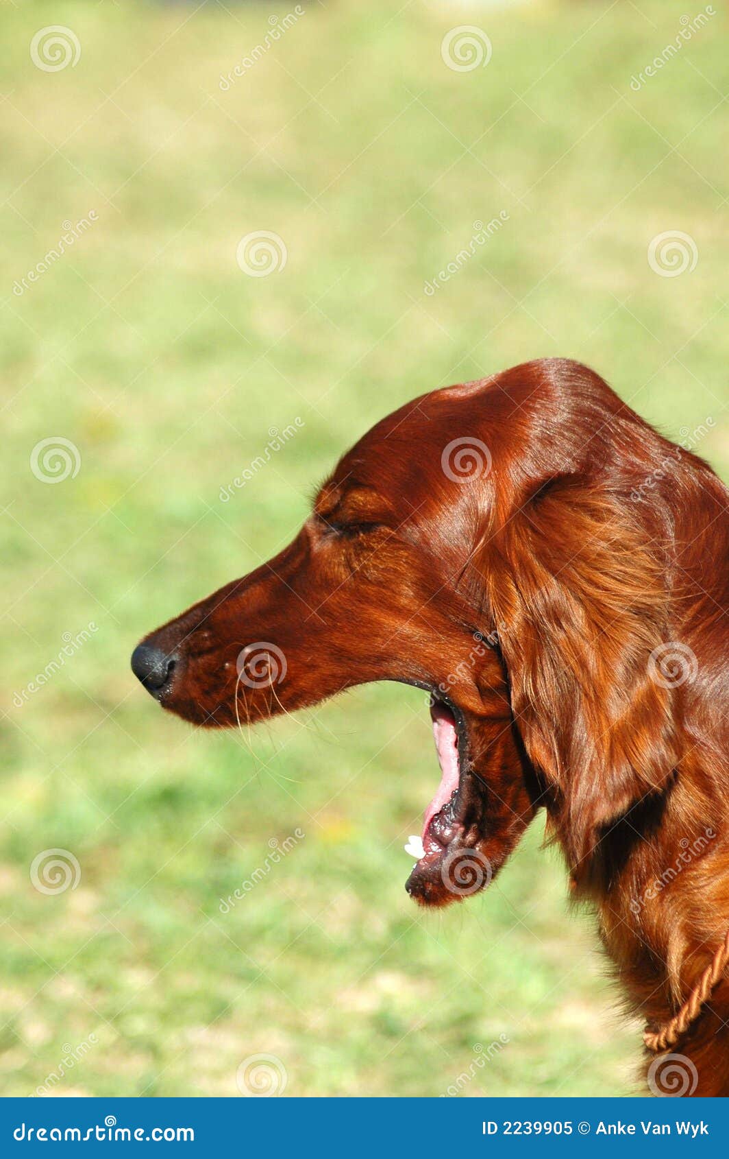 Dog yawning stock image. Image of expression, domestic 2239905