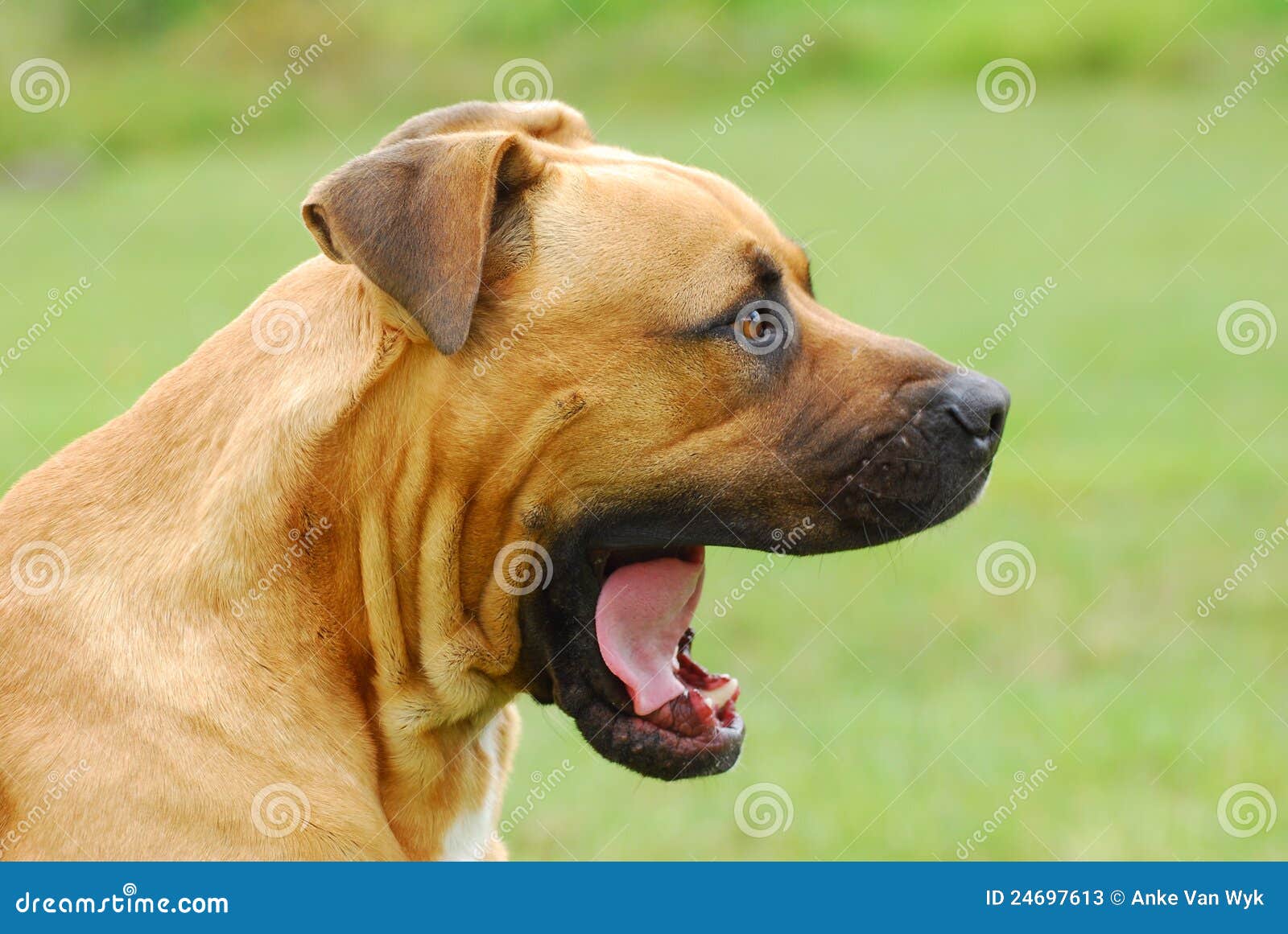 Dog yawning stock image. Image of head, purebred, staring 24697613