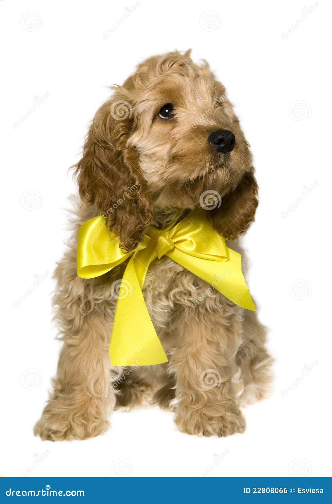 Dog with Yellow Ribbon is Sitting and Watching Stock Photo Image of