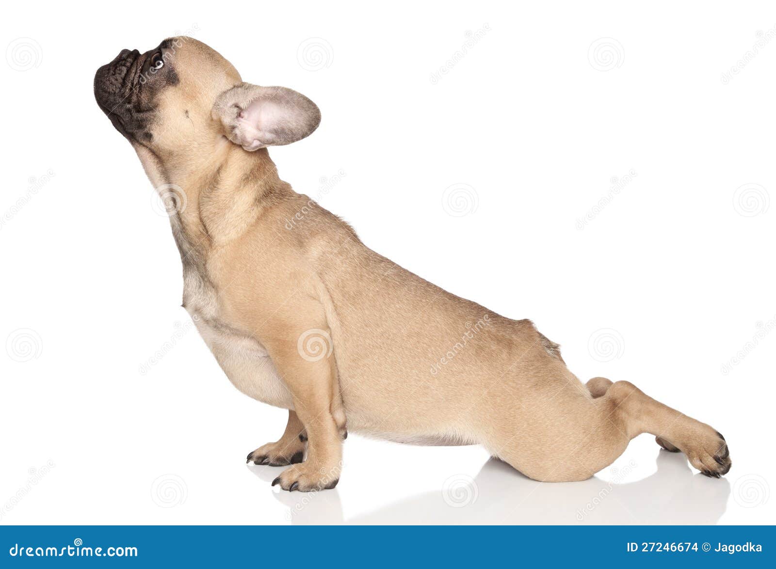 7,078 Dog Yoga Stock Photos Free & RoyaltyFree Stock Photos from