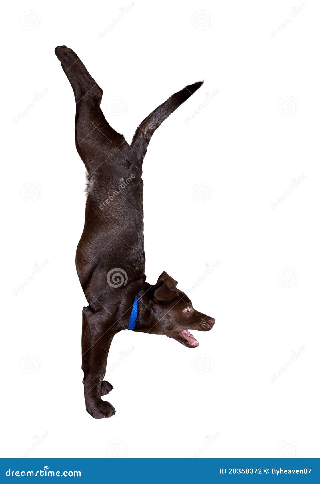 Dog yoga handstand pose stock photo. Image of ashtanga 20358372