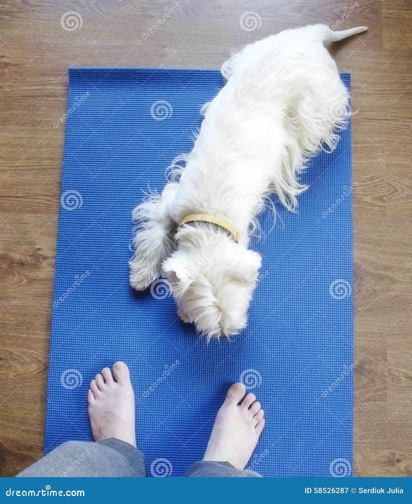 Dog on yoga mat stock image. Image of peace, healthy 58526287