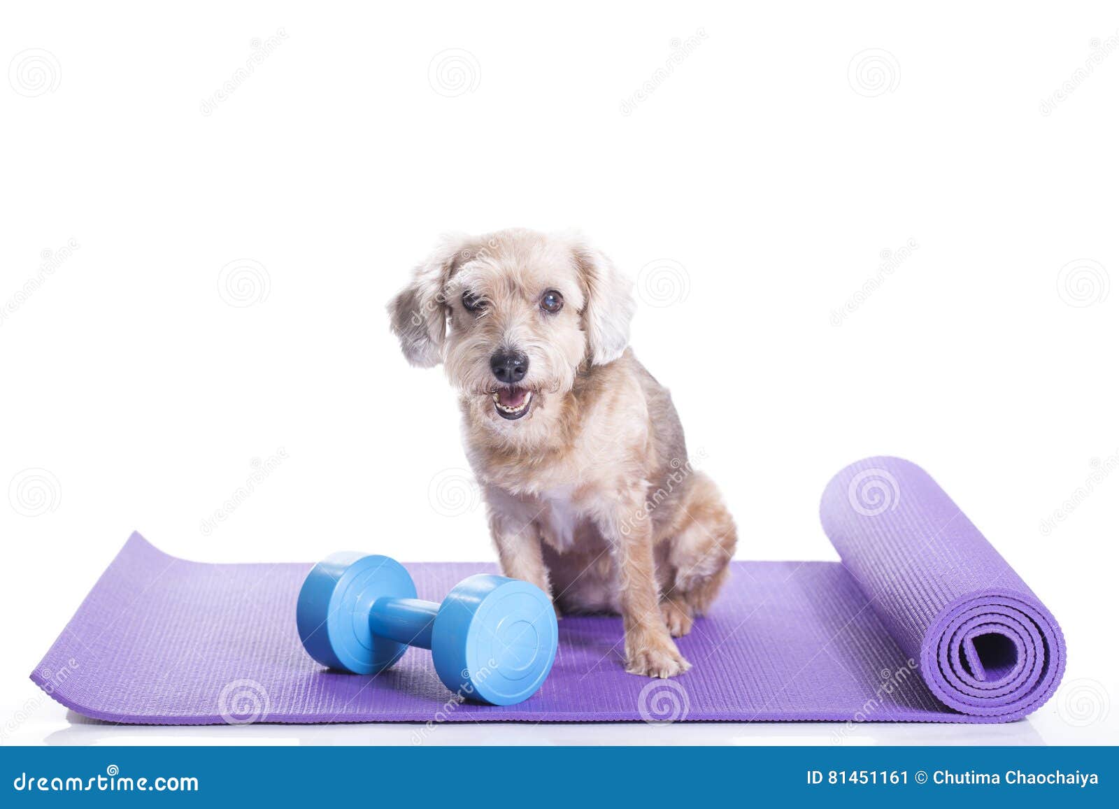 dog yoga mat