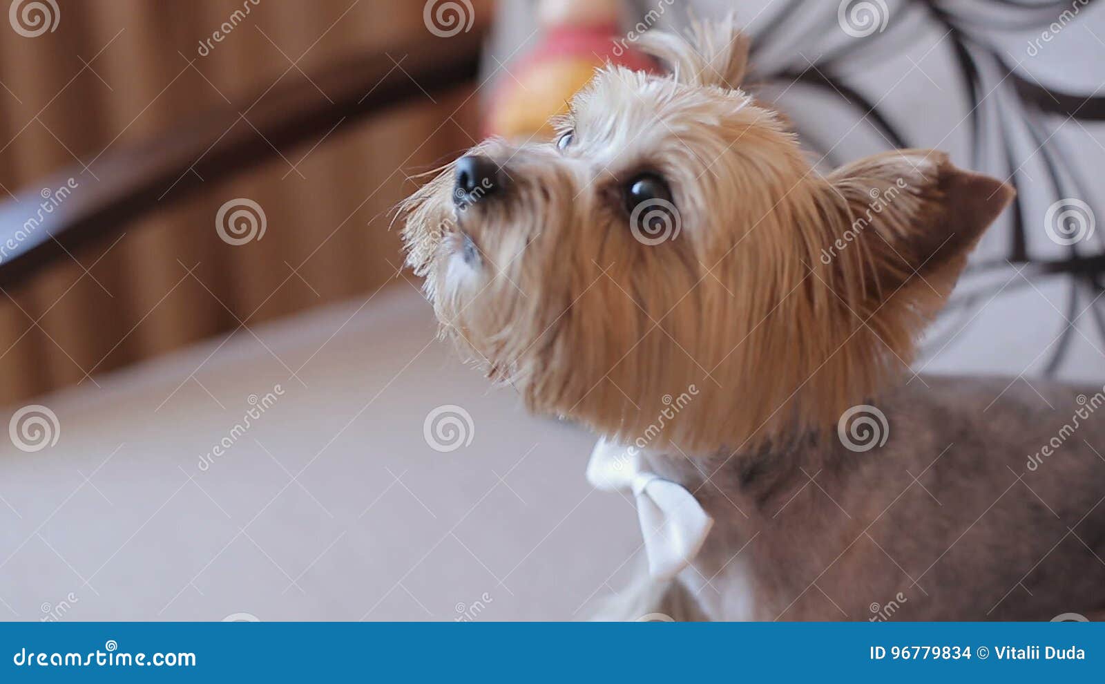 Dog Yorkie Barking in the Room Stock Footage Video of anticipate, adorable 96779834