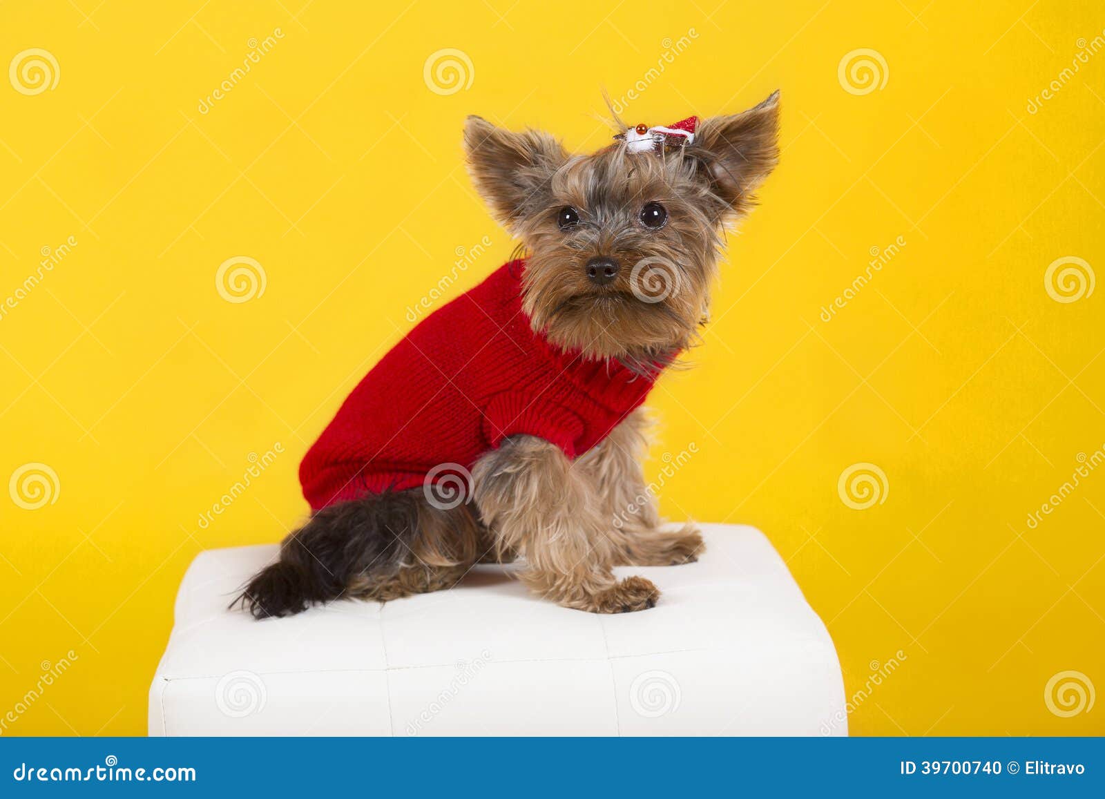 Dog Yorkshire Terrier in Clothes Stock Photo Image of cute, purebred