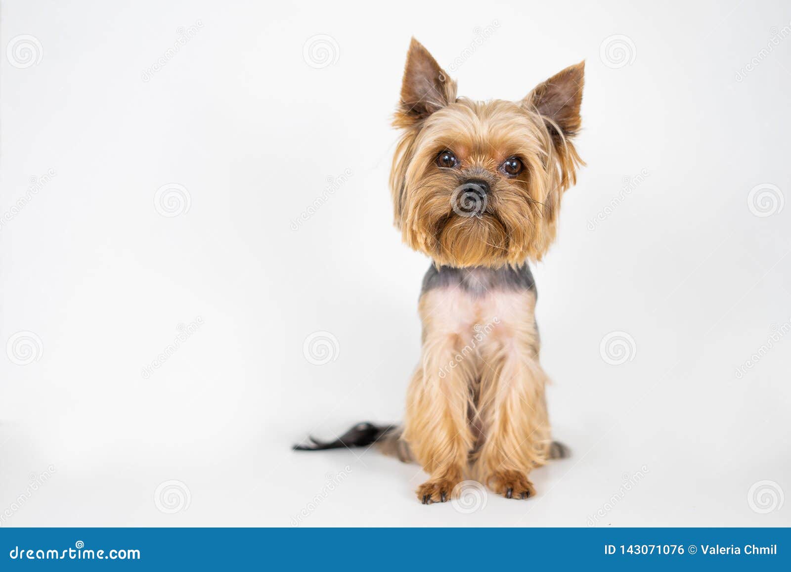 Dog Yorkshire Terrier On White Background Stock Photo Image Of