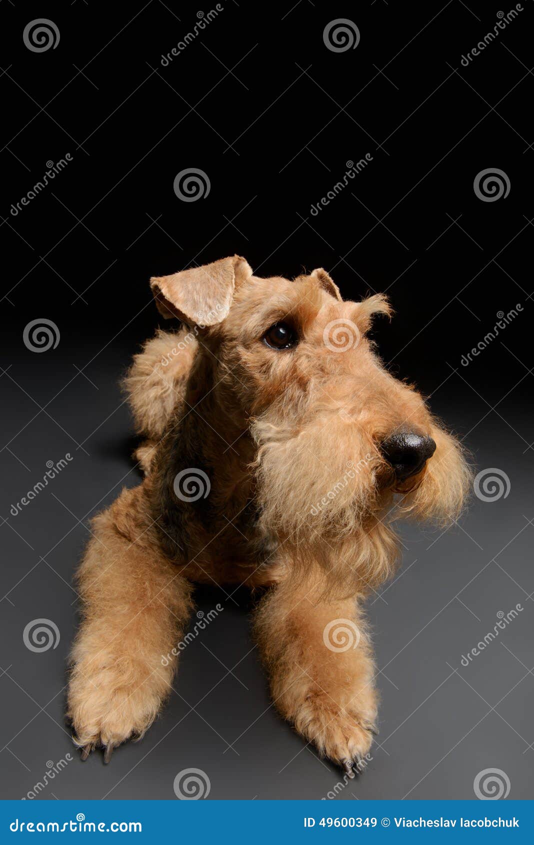 can a airedale terrier and a great dane be friends