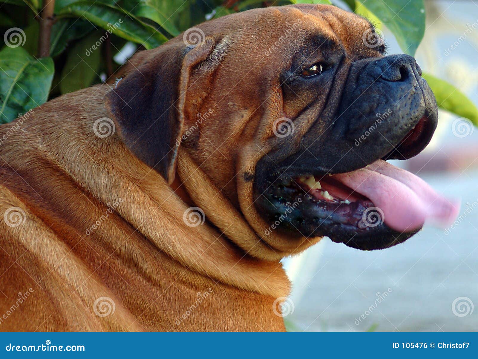 dog3