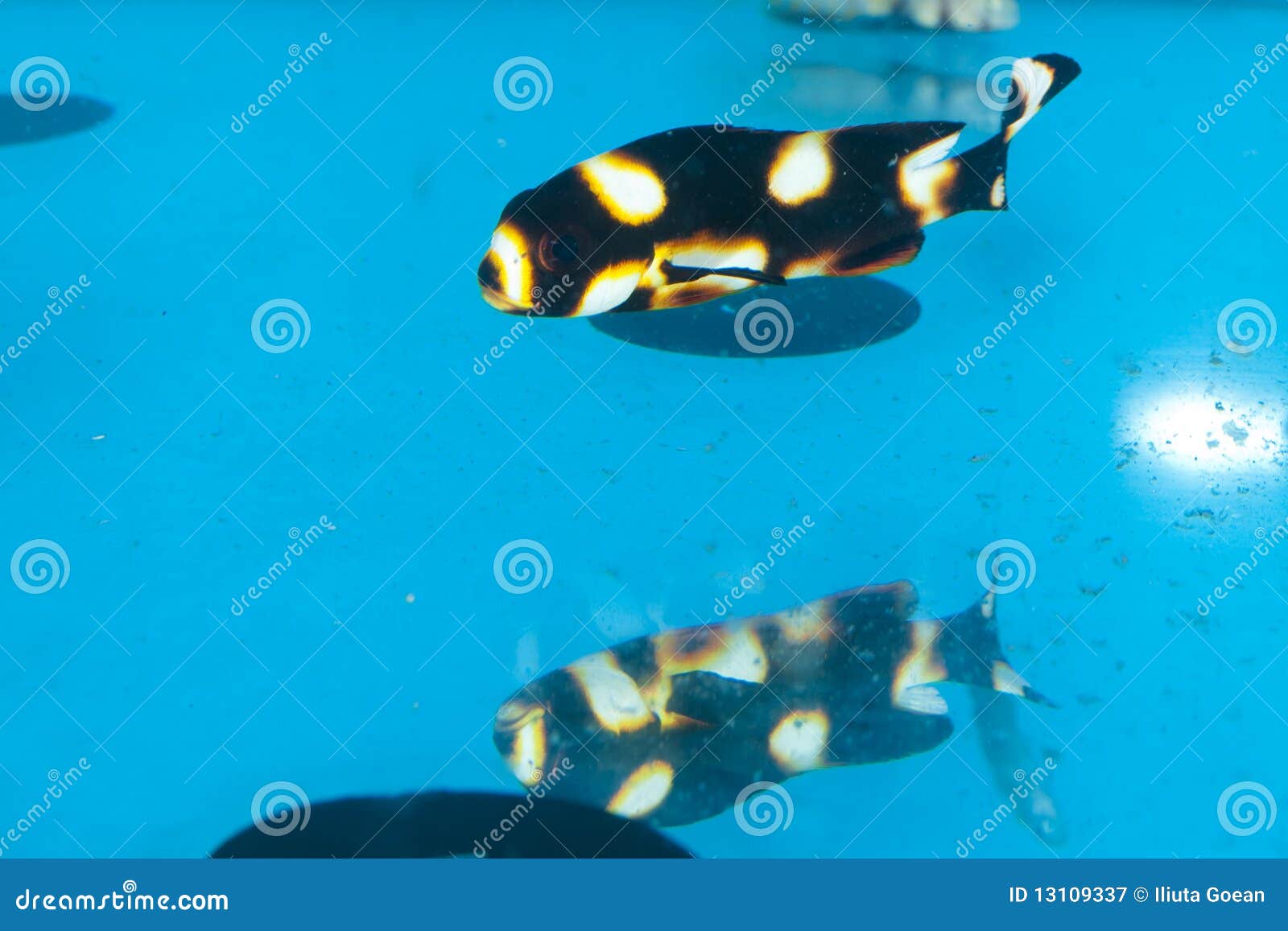 Dogfish Orientalis in Aquarium Stock Image Image of plectorhinchus, oriental 13109337