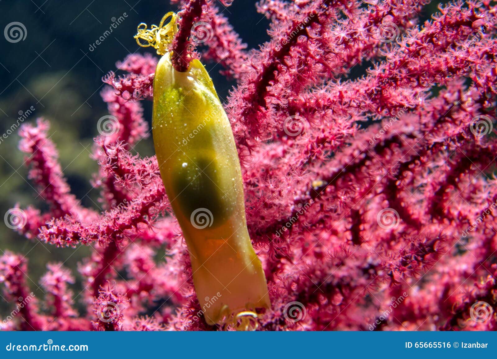 Mermaids Purse Egg Case Chondrichthyes Dogfish Stock Photo 122412589 |  Shutterstock