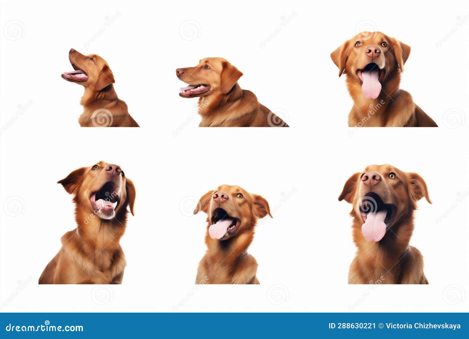 pet dog jump doggy cute white purebred young fly animal background. generative ai.