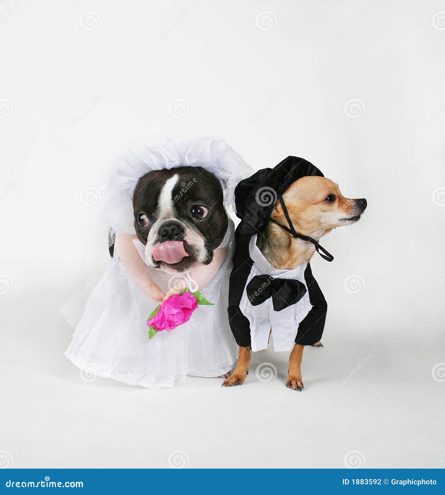 doggy marriage