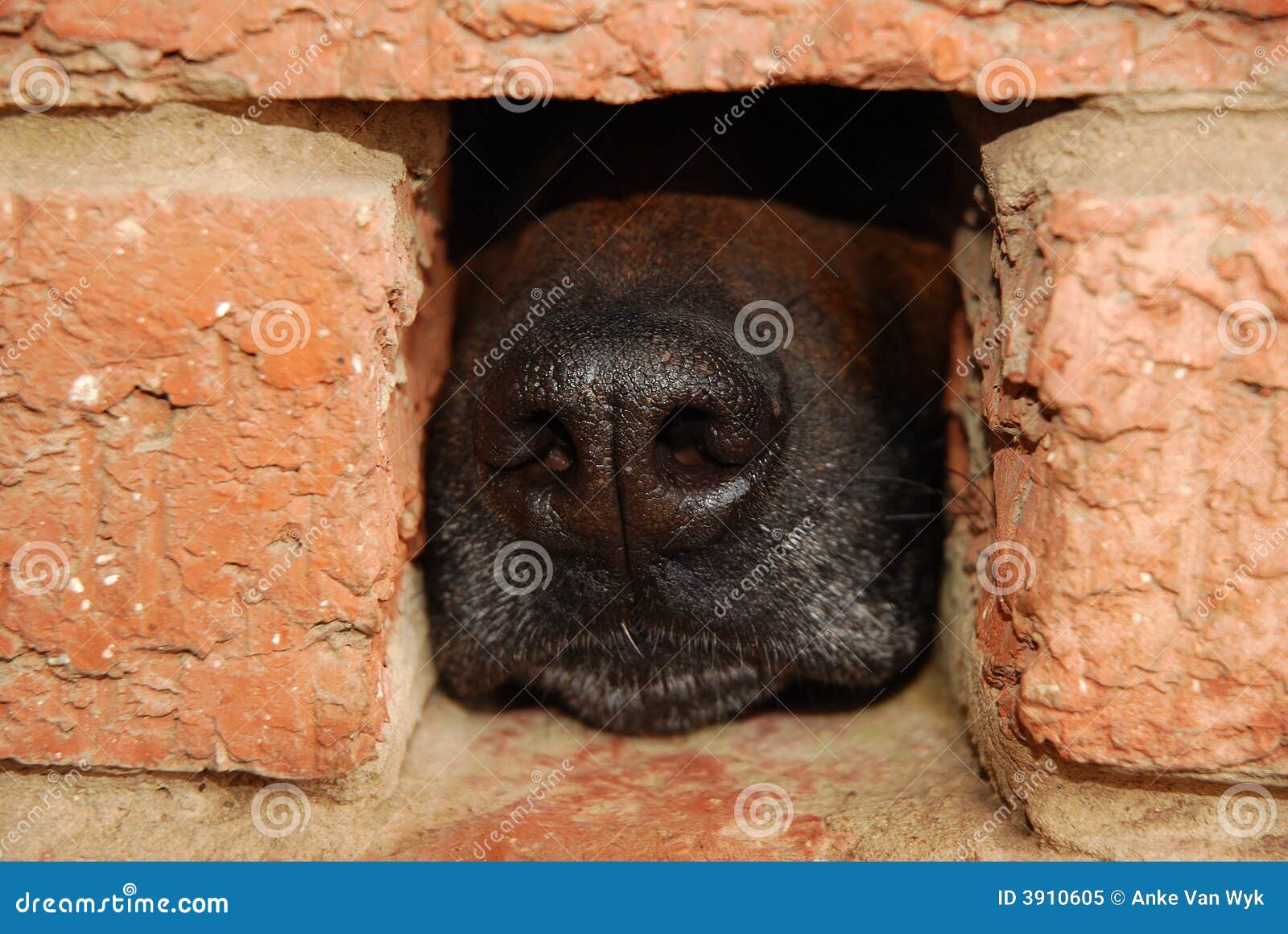 Dog nose close stock image. Image of black, missing, animals - 3910605