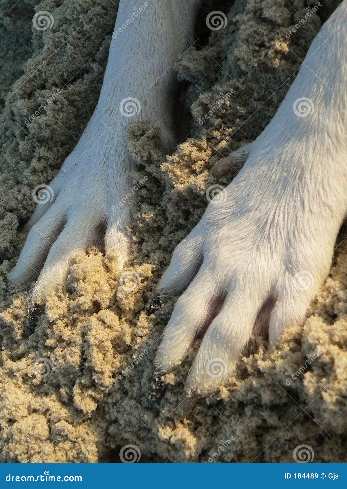 Doggy Paws in Sand stock image. Image of dogs, closeup 184489