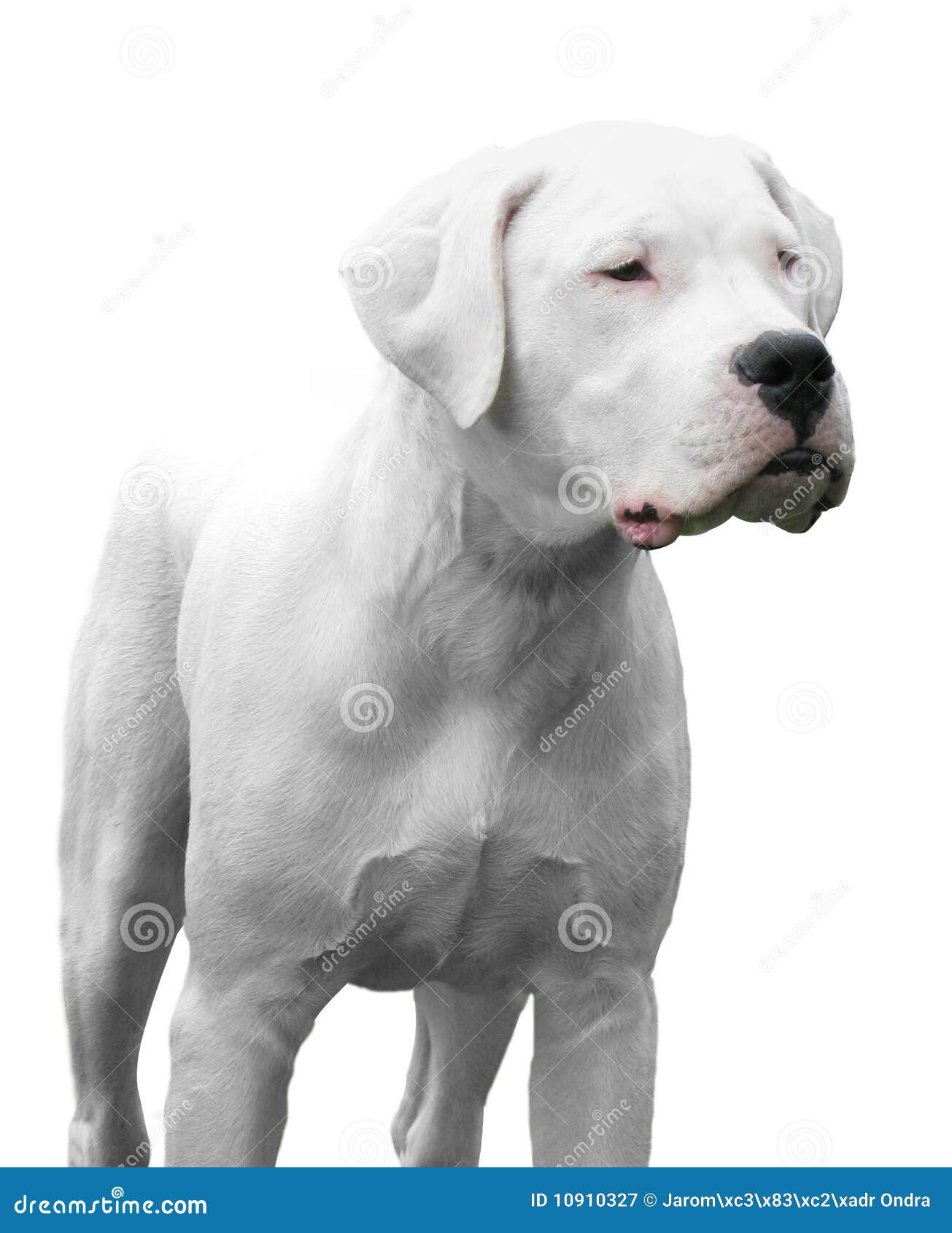 dogo argentino