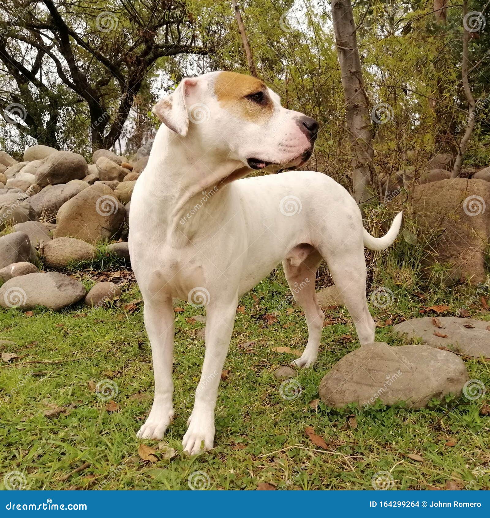 Dogo Argentino Mix stock Image of argentino, white - 164299264