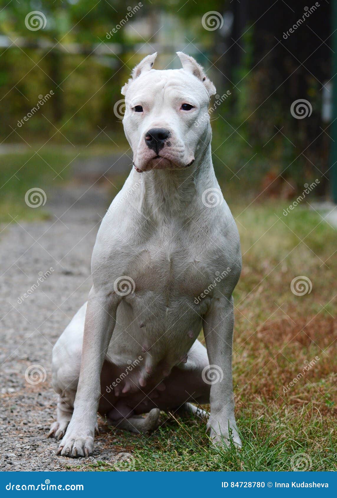 Dogo Argentino Sitting Summer Stock Photo - Image of animal, garden:  84728780
