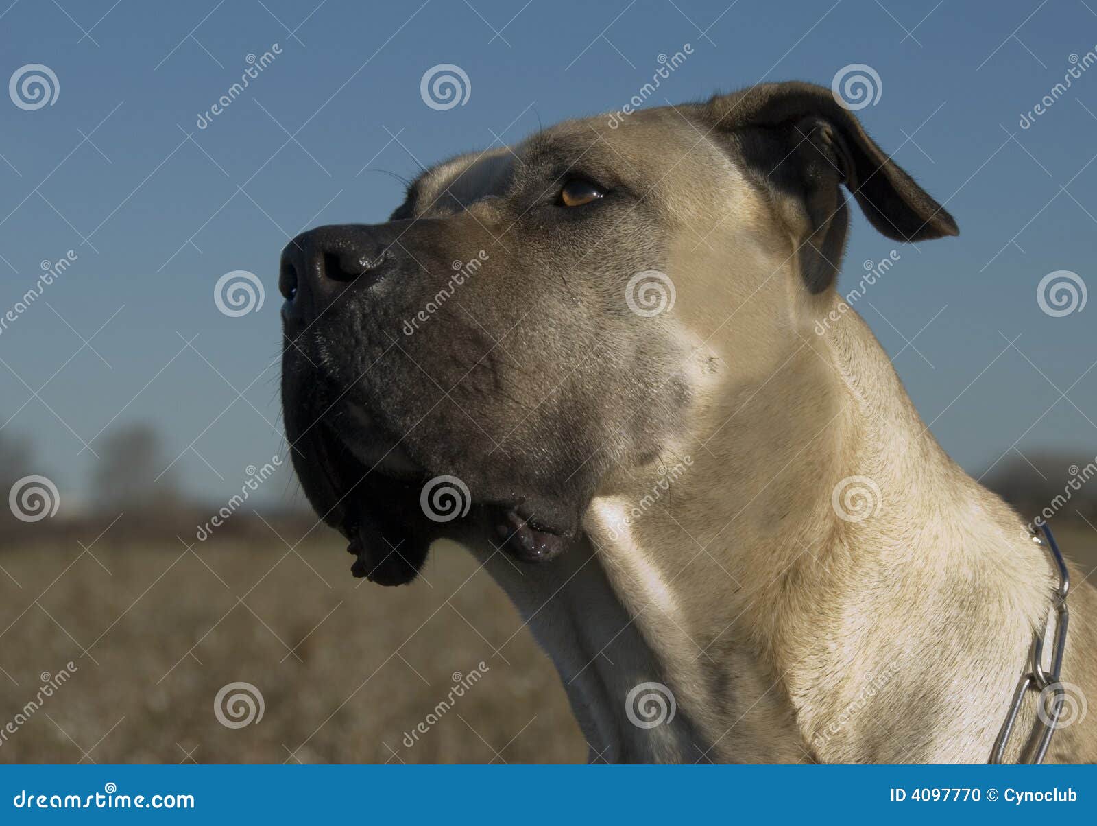 dogo canario