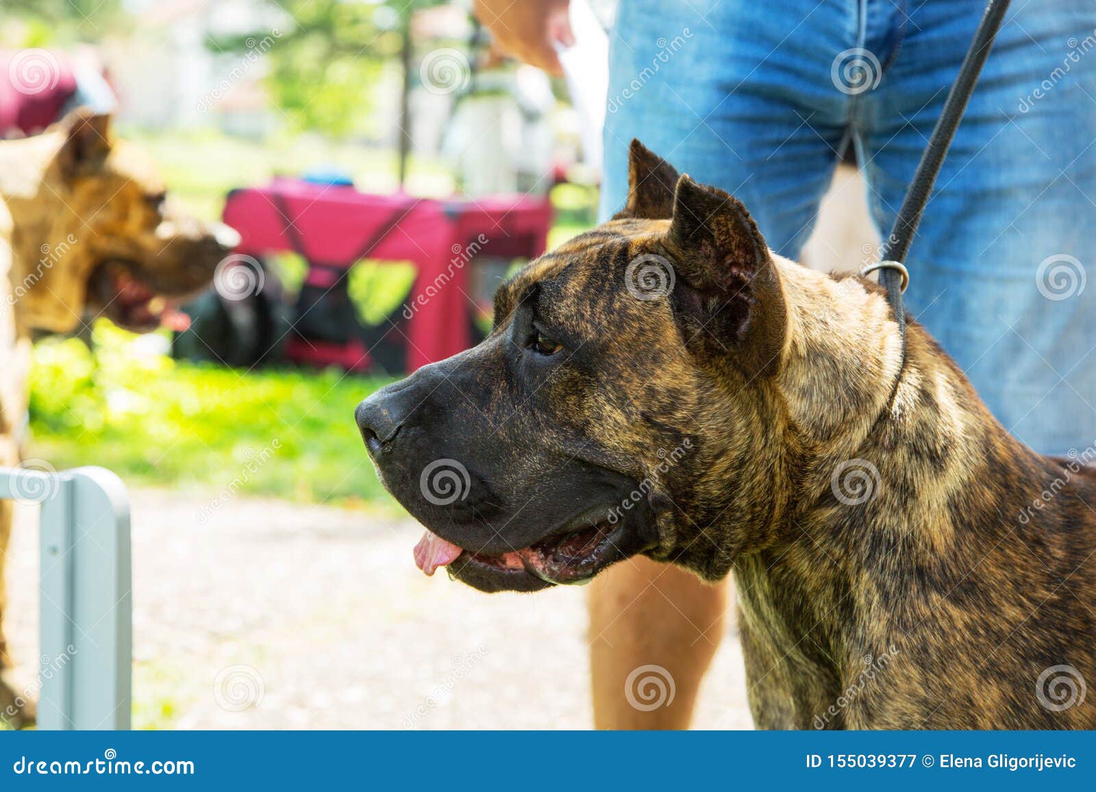 dogo canario, perro de presa canario puppy dog with owner in park