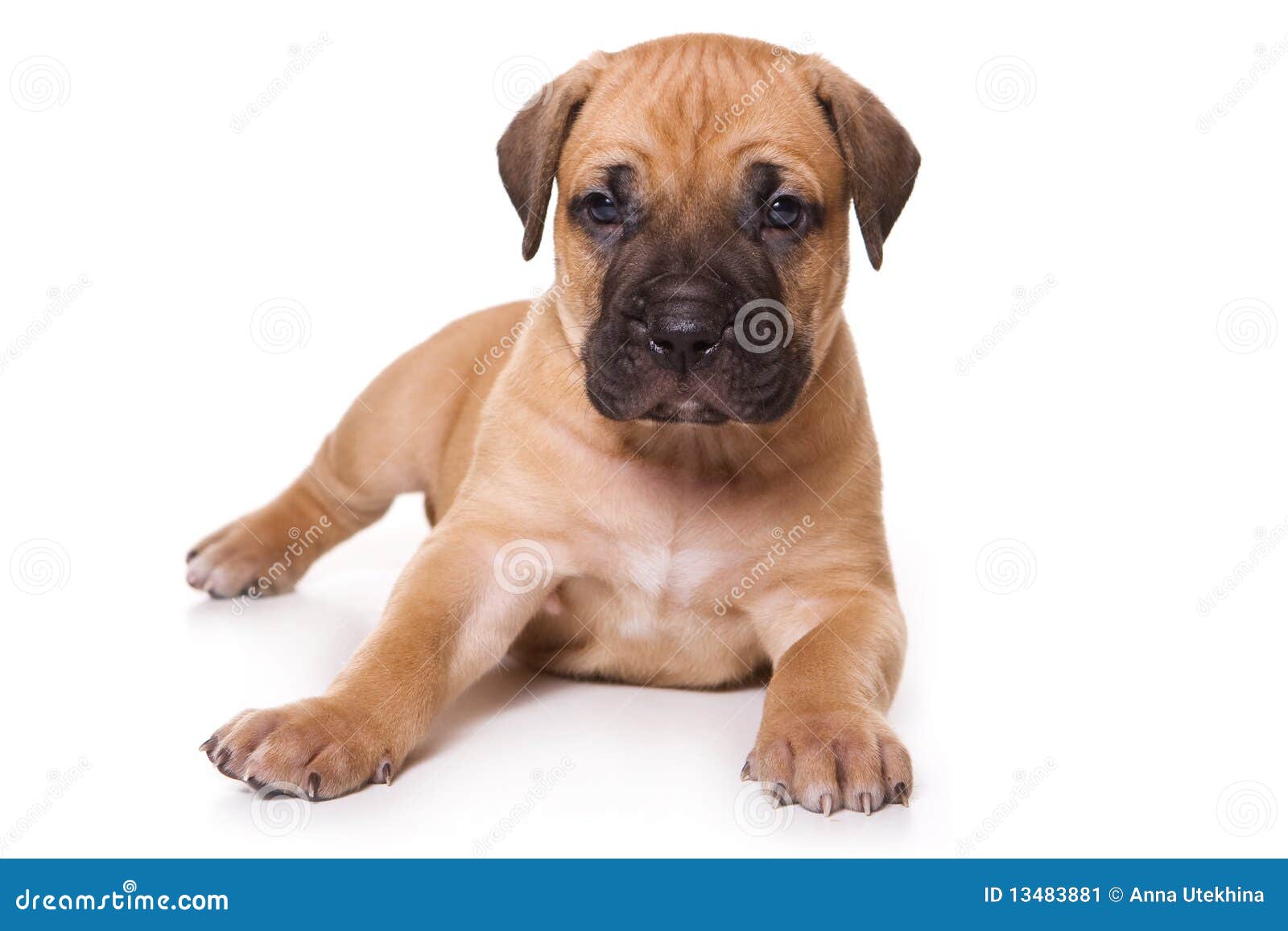 dogo canario puppy