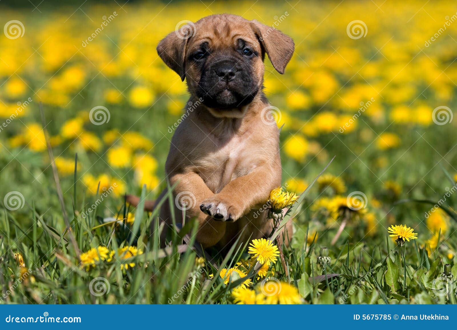 dogo canario puppy