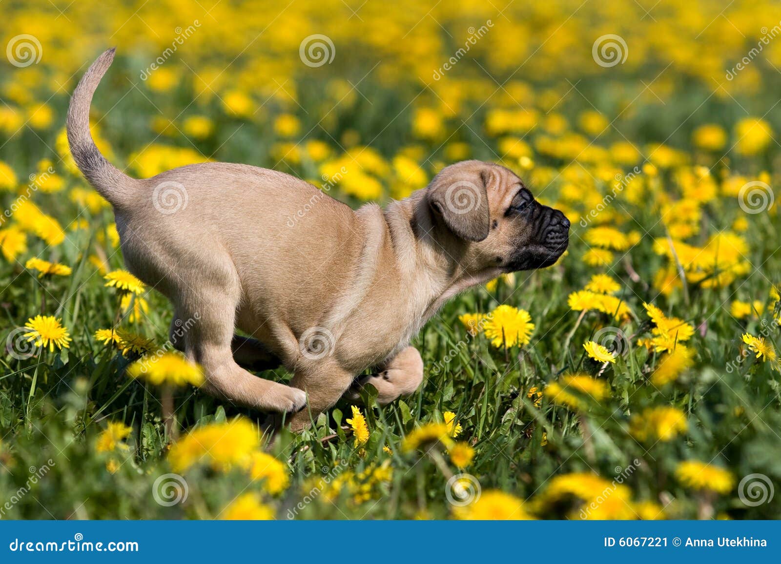 dogo canario puppy