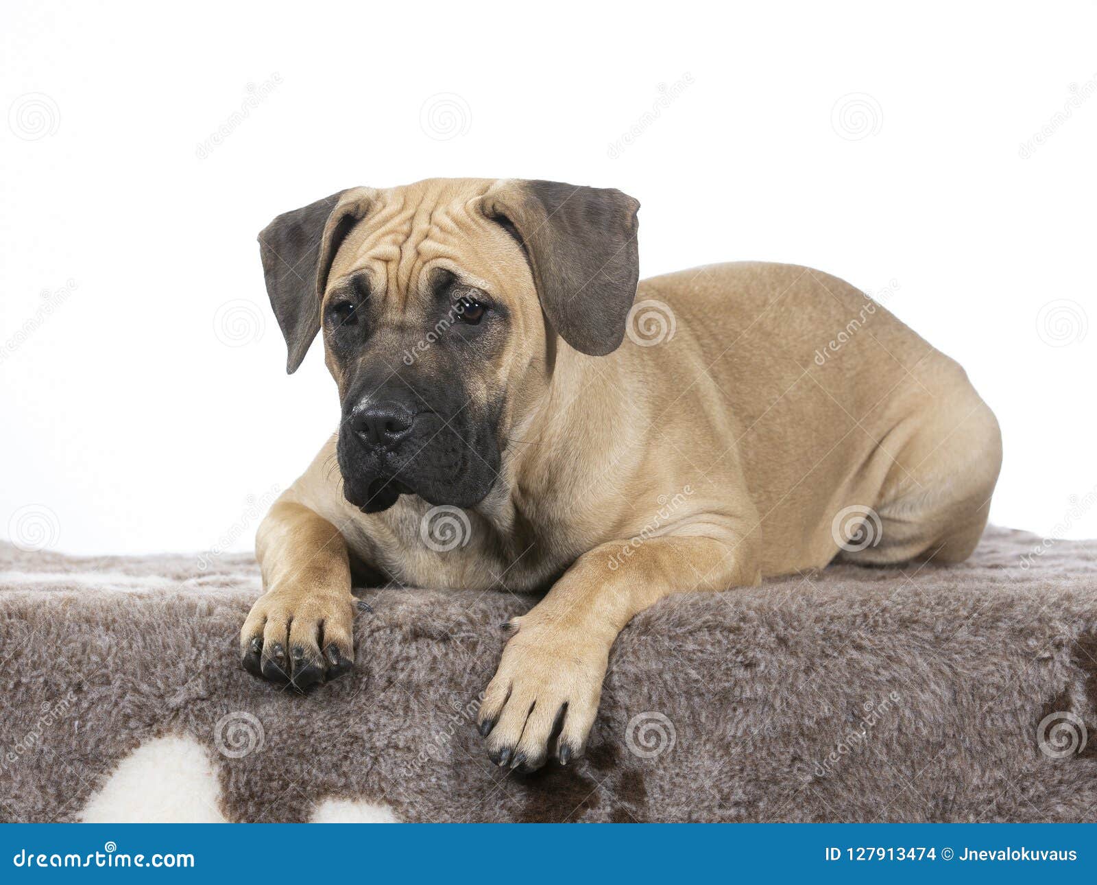 dogo canario puppy dog portrait.