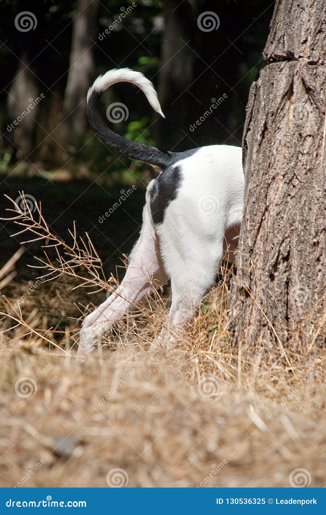 dogo hid behind a tree, tail peeps