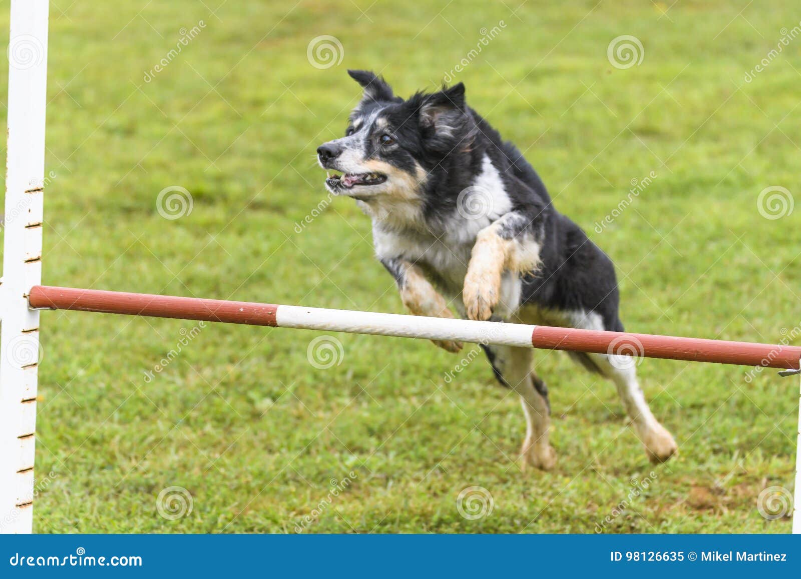 Dogs in an Agility Competition Stock Image Image of obedience, canine