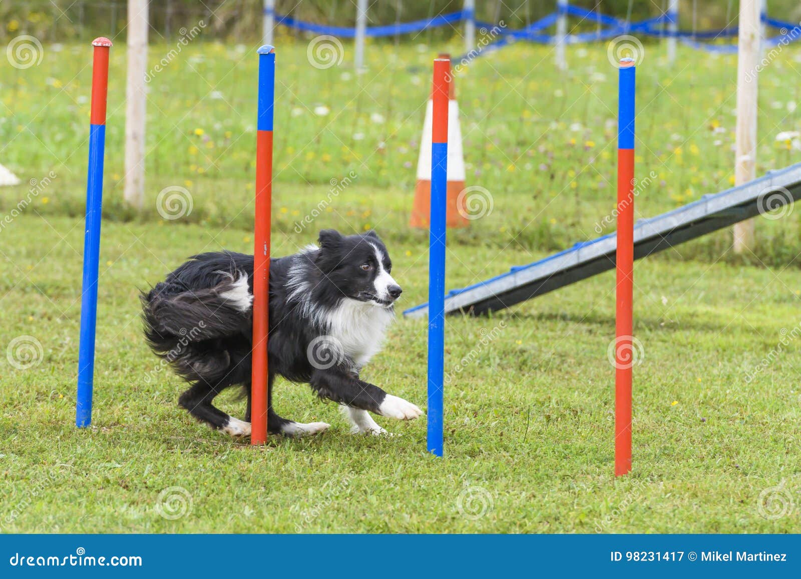 Dogs in an Agility Competition Editorial Photography Image of agility