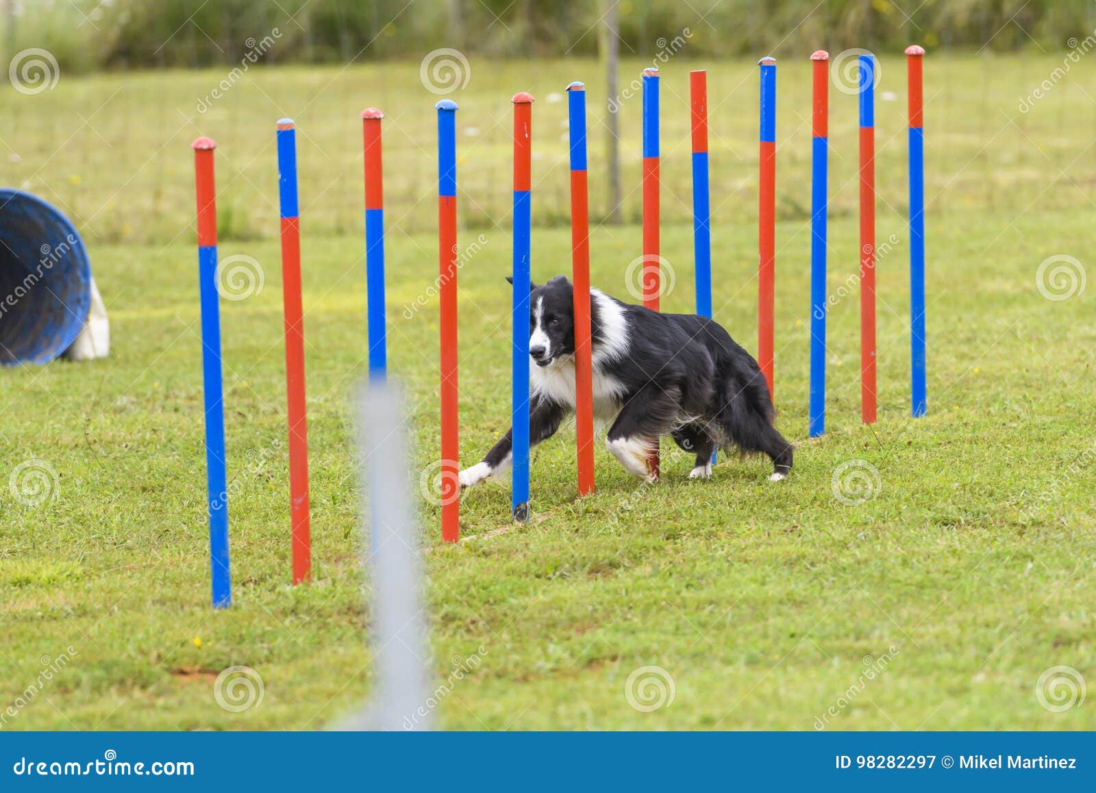 Dogs in an Agility Competition Editorial Photography Image of
